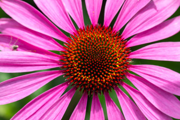 Looking straight to the heart of Echinacea purpurea, close-up © Annee