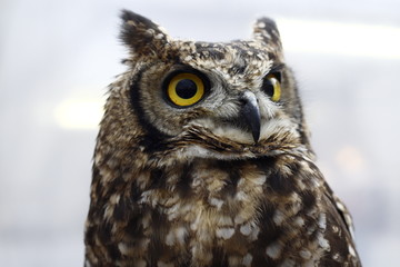 Royal Owl in a falconry exibition