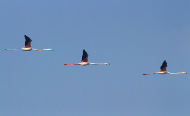 Incredible journey of flamingoes