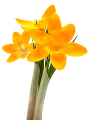Obraz na płótnie Canvas Yellow crocus spring flower