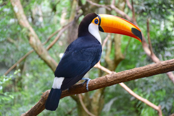 Toucan in the Brazilian forest.