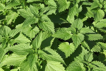 Beautiful green nettle leaves background