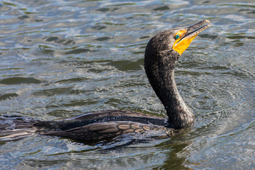 A wild double crested cormorant along the Anhinga Trail in Everglades National Park (Florida).