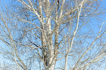 birch branch against the sky