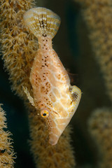 Slender Filefish hidng in a gorgonian
