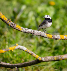 Motacilla alba (Alveola Branca) siting in a branch near water, Povoa de Lanhoso, Portugal.	