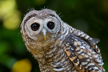 Close up of a Chaco Owl (Strix chacoensis) juvenile bird of prey