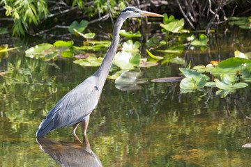 A wild great blue heron in Everglades National Park (Florida).
