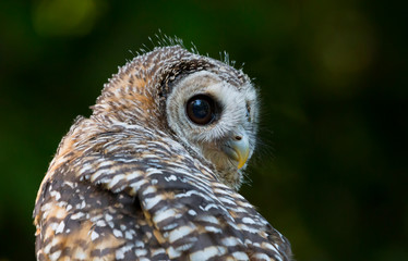 Close up of a Chaco Owl (Strix chacoensis) juvenile bird of prey