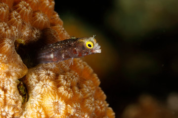 Spinyhead Blenny emerging from its coral home to snatch some passing plankton