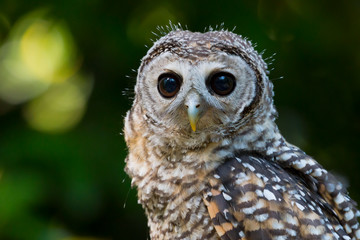 Close up of a Chaco Owl (Strix chacoensis) juvenile bird of prey
