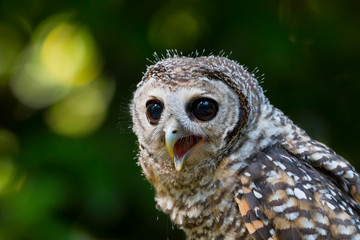 Close up of a Chaco Owl (Strix chacoensis) juvenile bird of prey