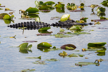 A wild alligator swimming in the waters of Everglades National Park (Florida).