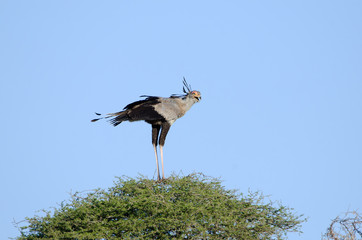 Secretary Bird standing on an African Acacia Tree, Kruger National Park, South Africa