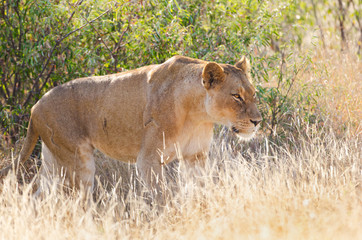 Lioness Hunting in Tall Grass, Kruger National Park. South Africa