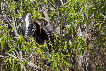 A wild anhinga drying itself in the sun in Everglades National Park (Florida).