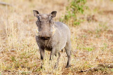Warthog Looking at the Camera, Kruger National Park, South Africa