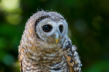 Close up of a Chaco Owl (Strix chacoensis) juvenile bird of prey