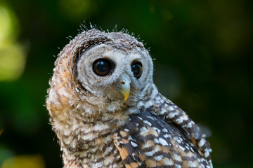 Close up of a Chaco Owl (Strix chacoensis) juvenile bird of prey