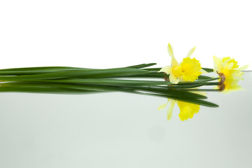 yellow daffodils reflected in mirror horizontally  on white background