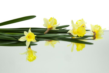 yellow daffodils reflected in mirror horizontally  on white background