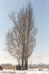 Freestanding tree in winter