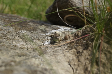 lizard on the hunt