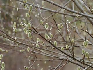 Salix caprea - Rameaux du saule marsault garnis de chatons de fleurs dressés