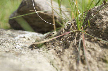 lizard