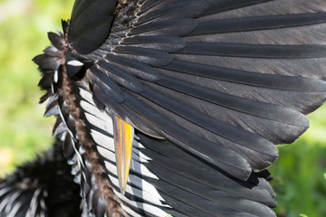 A wild anhinga drying itself in the sun in Everglades National Park (Florida).