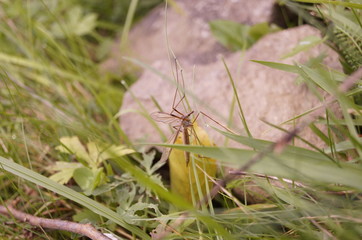 dragonfly on leaf