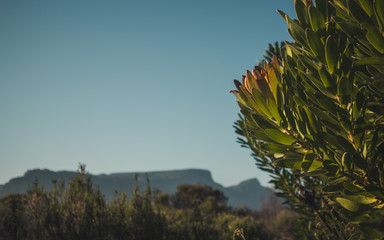 Protea bush with Table Mountain in the background