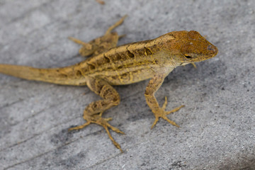 Naklejka premium A wild lizard showing off its dewlap in Everglades National Park (Florida).