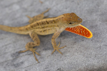 A wild lizard showing off its dewlap in Everglades National Park (Florida).