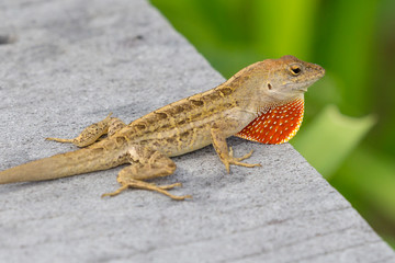 A wild lizard showing off its dewlap in Everglades National Park (Florida).