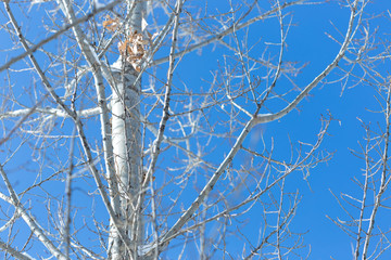 Obraz premium birch branch against the sky