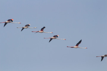 Flamingoes flying in the sky