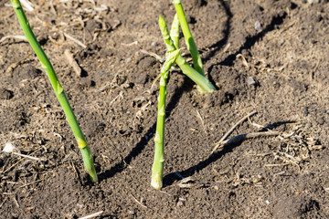 Grüner Spargel beim wachsen auf dem Feld