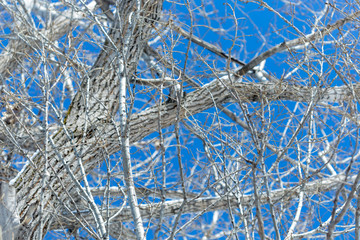birch branch against the sky
