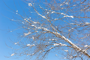 snow on a tree branch against the sky