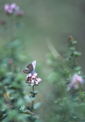 papillon sur une fleur sur arrière-plan flou vert