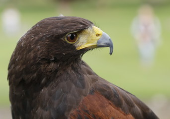 portrait of an eagle