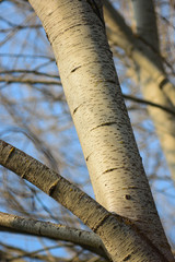 Fototapeta premium primo piano tronco di pioppo gatterino (Populus canescens)