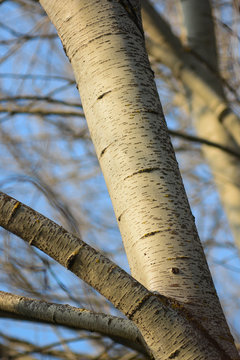 primo piano tronco di pioppo gatterino (Populus canescens)