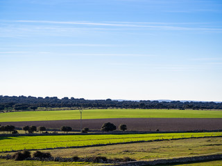 Fototapeta premium Landscape of a dehesa with blue sky in Salamanca, España