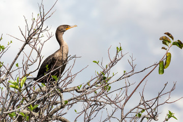A wild double crested cormorant along the Anhinga Trail in Everglades National Park (Florida).