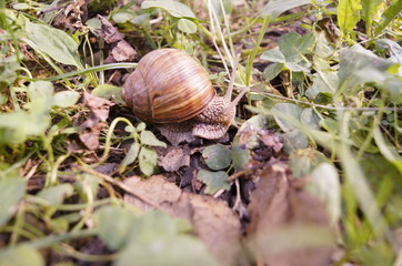 snail on a leaf
