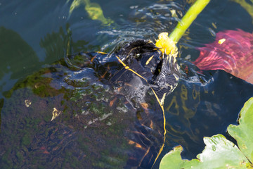 A wild redbellied cooter turtle eating a plant in Everglades National Park (Florida).