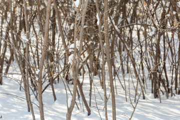 Winter landscape with snow