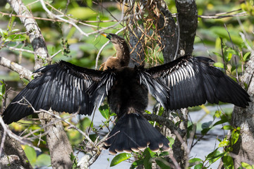 A wild anhinga drying itself in the sun in Everglades National Park (Florida).
